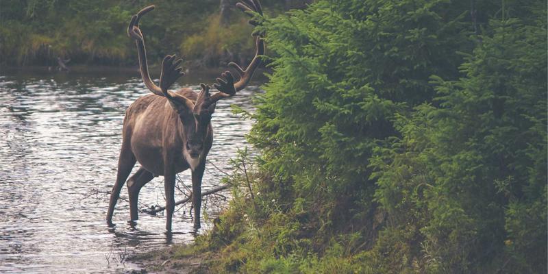 整本书阅读指导：融合语言文化与古诗词的在线学习策略