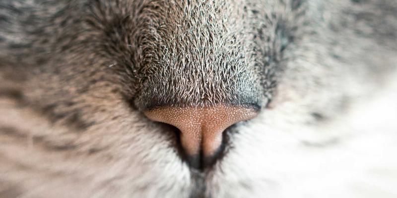 语文教育三重境：从古诗词品读到写作技巧的内化