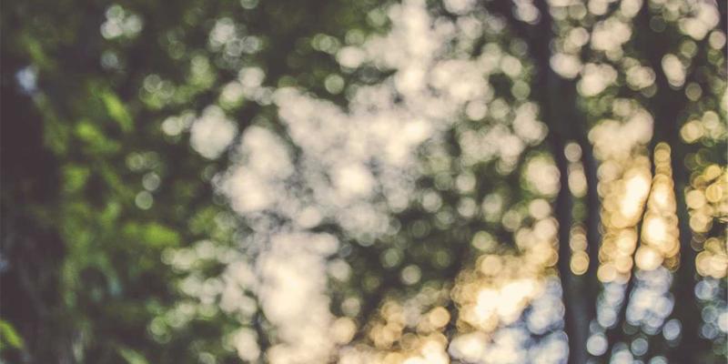 语文教育新视野：解锁学习资源、深耕语言文化、精研课文解析的三重路径