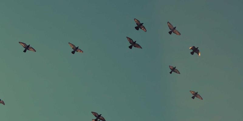 语文教育评测新视野：整合学习资源、在线平台与写作技巧的融合路径