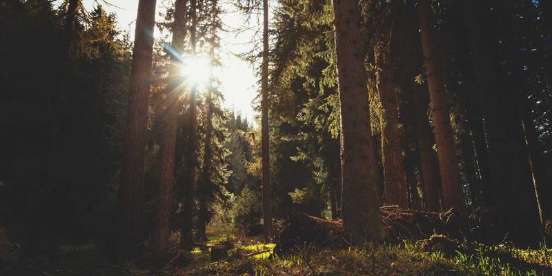 语言文化传承与创新：语文教育中审美教育的深度渗透