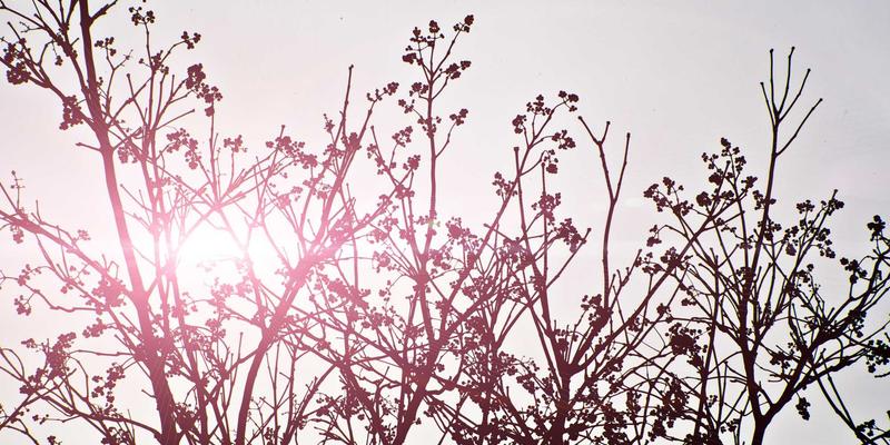 非连续性文本阅读能力培养：从古诗词到课文解析，解锁信息时代的语文核心技能